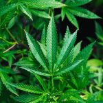 police officers and cannabis