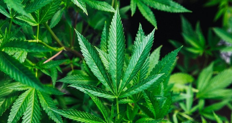 police officers and cannabis