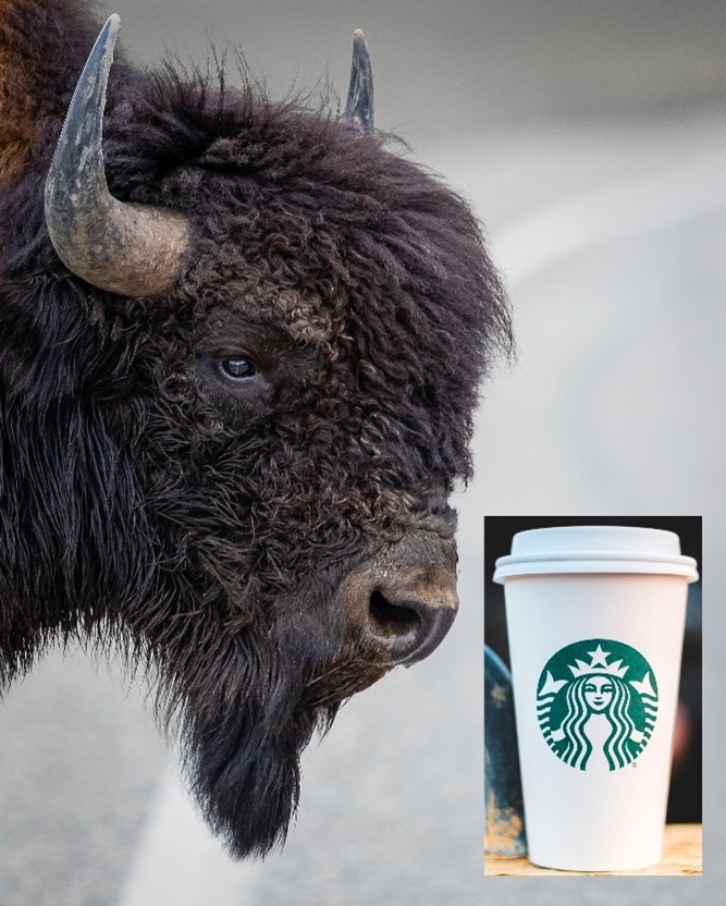 Buffalo starbucks