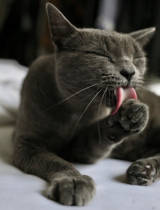 Russian blue cat on white surface