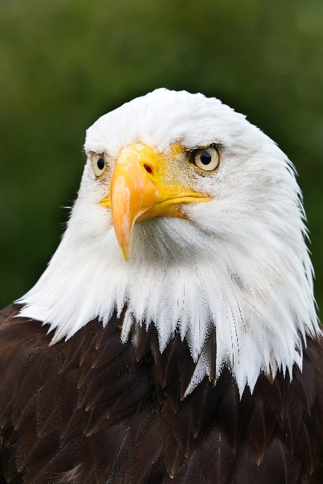 eagle