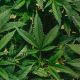NJ recreational marijuana limits