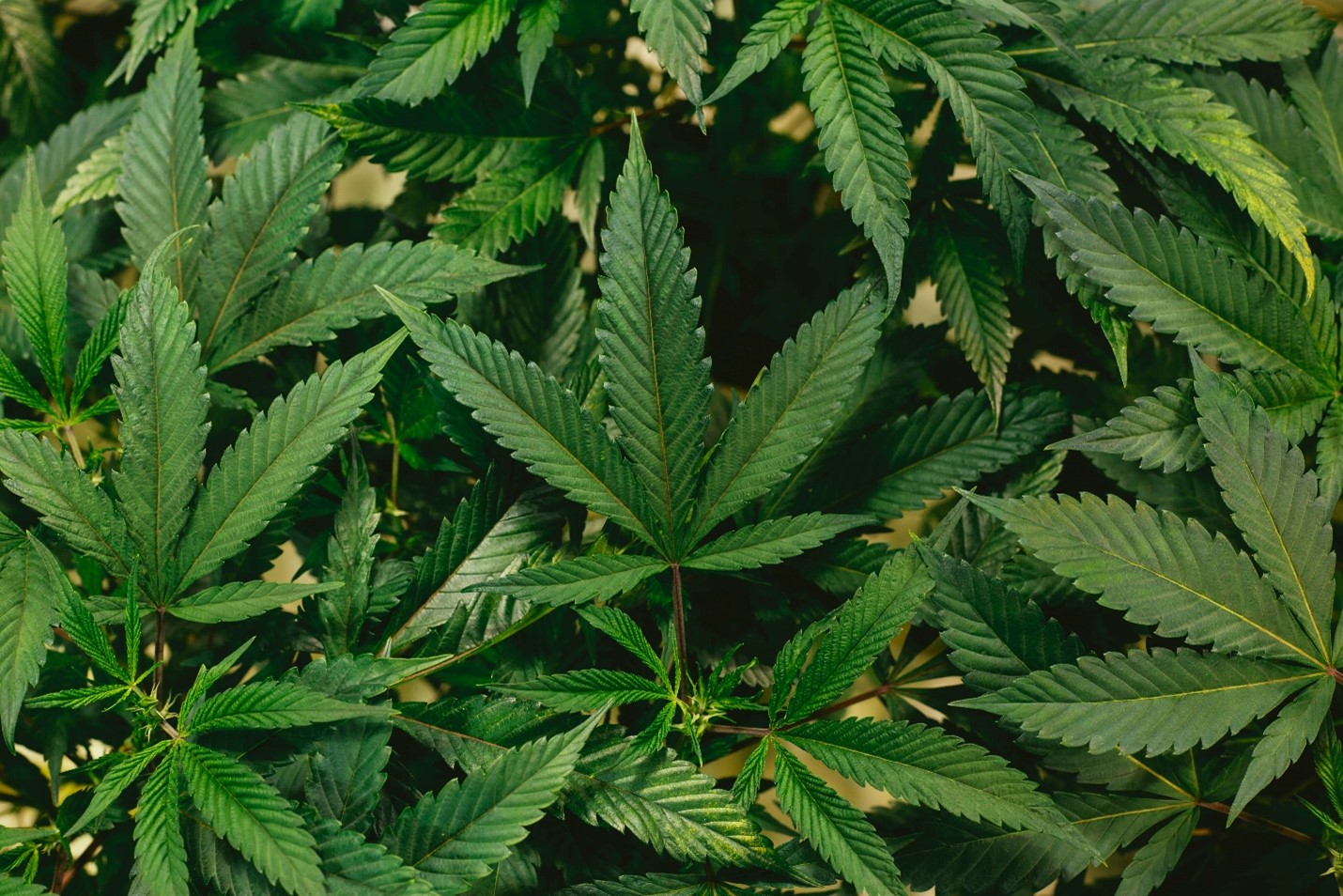 NJ recreational marijuana limits