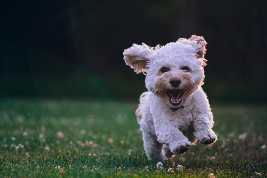 A small dog running in the grass