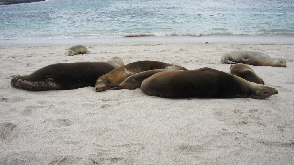 sea lions